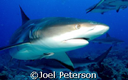 Caribbean Reef Shark! Fun dive 18 or so sharks. Pic taken... by Joel Peterson 